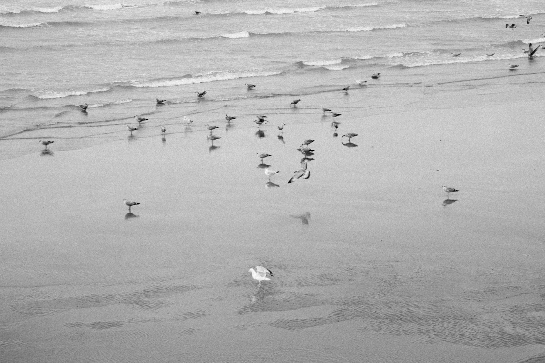 Dunkierka w Elblągu — historia i współczesność Naszego Miasta